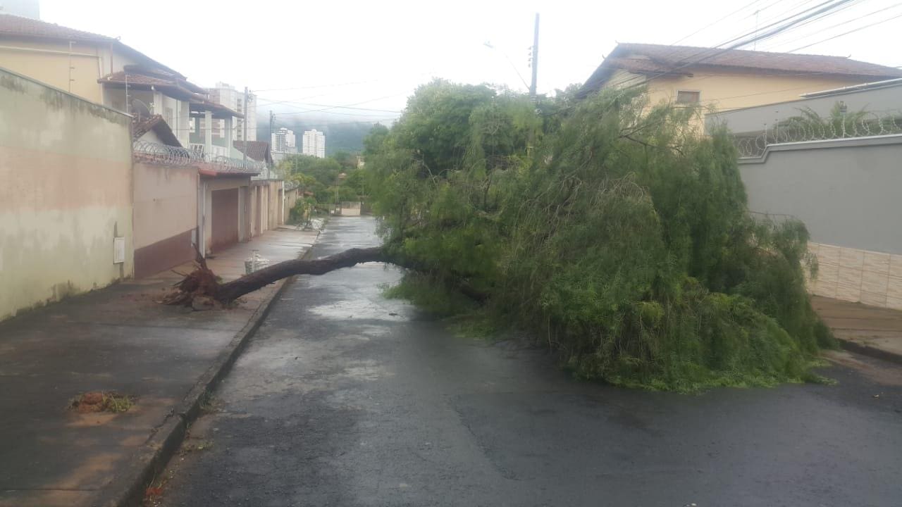 Árvores caíram em, pelo menos, dois pontos da cidade durante a chuva