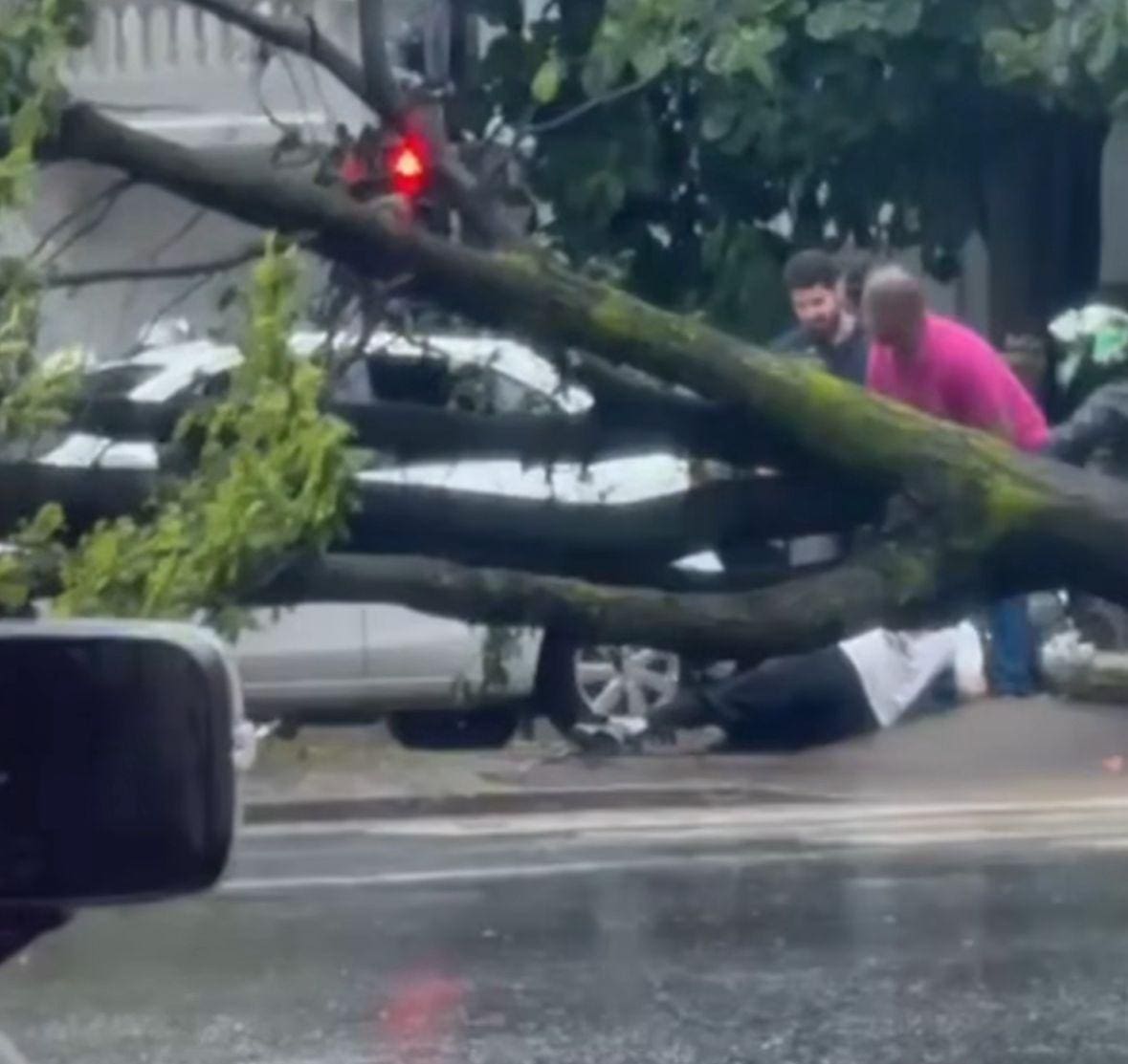 Árvore caiu em cima de pedestre na avenida Getúlio Vargas, em BH