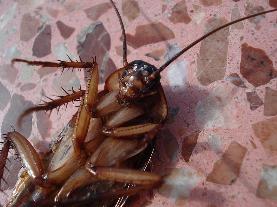 barata