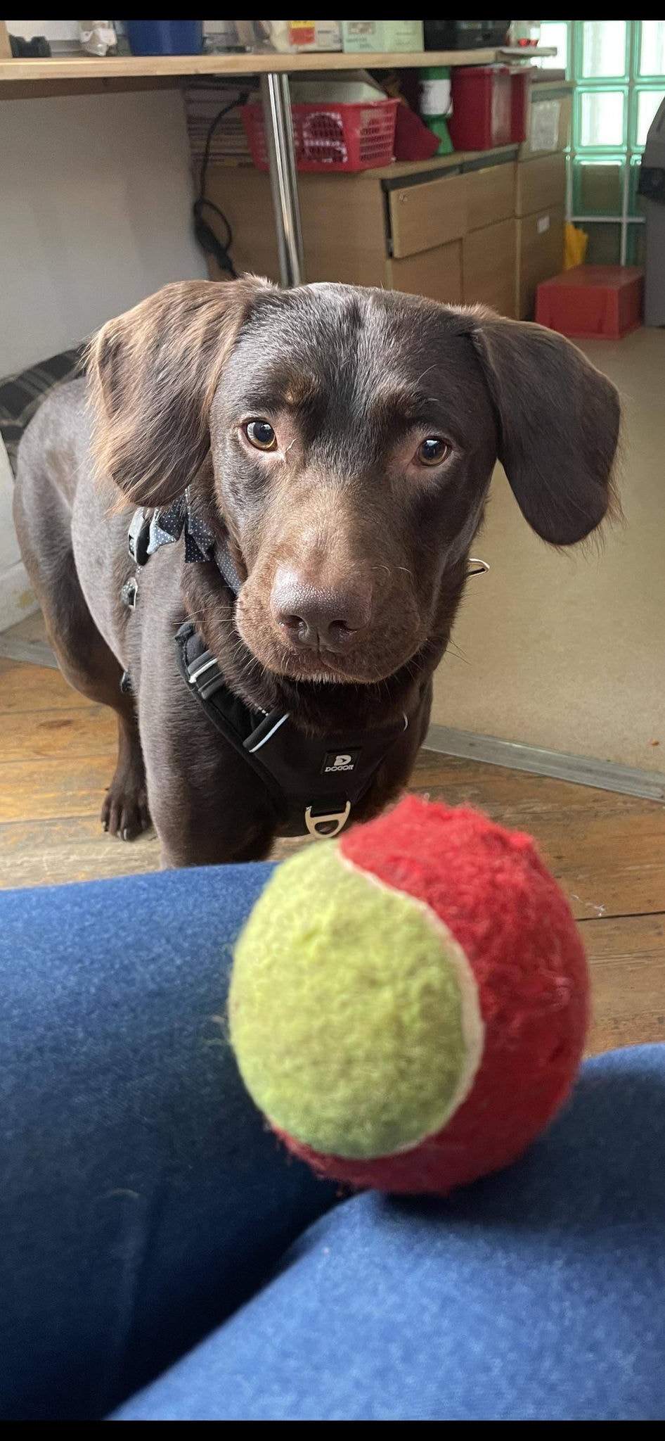 Coco, um labrador de dois anos, chegou na clínica após a morte do tutor dele