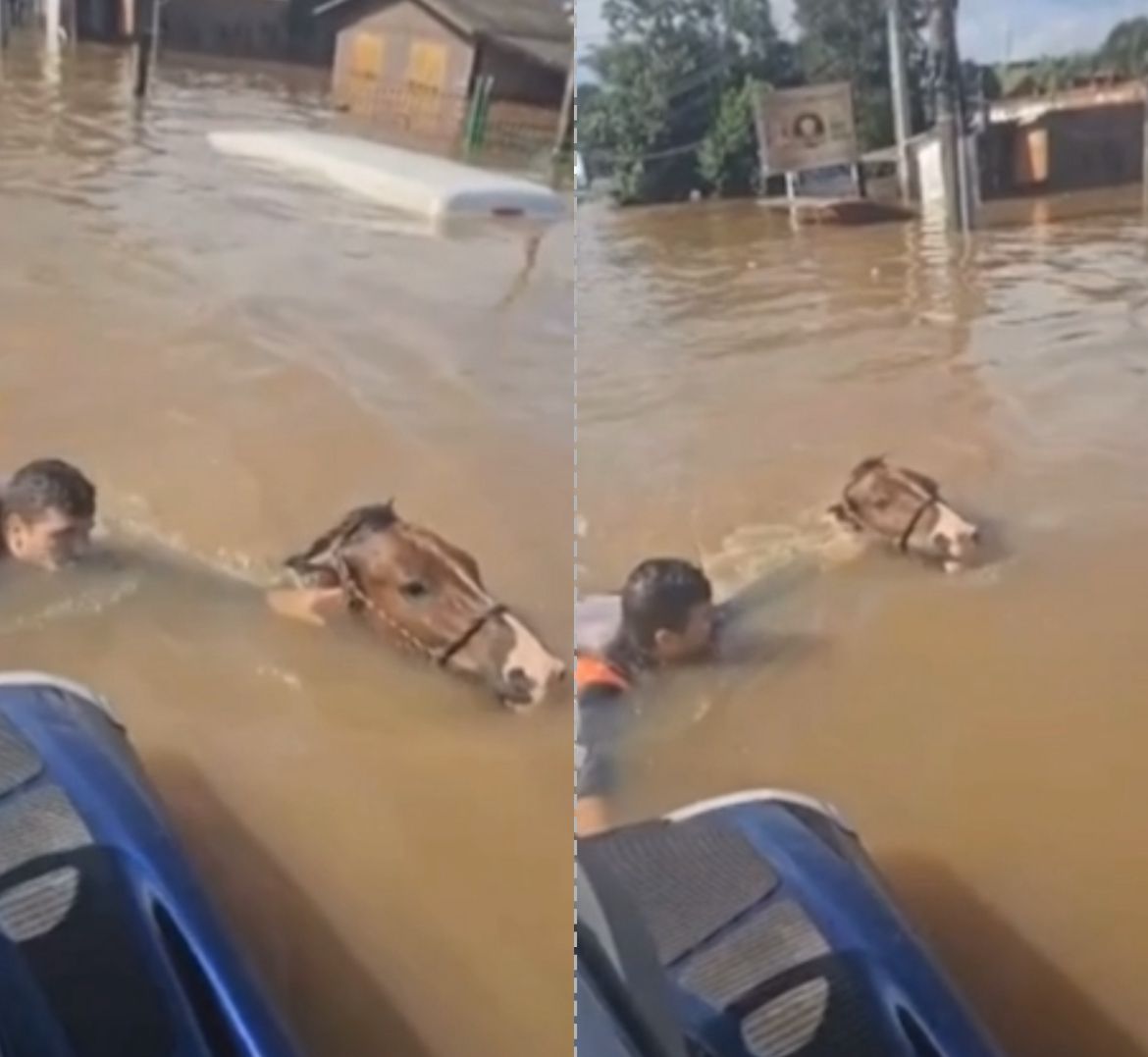 Cavalo se afoga em enchente no Rio Grande do Sul