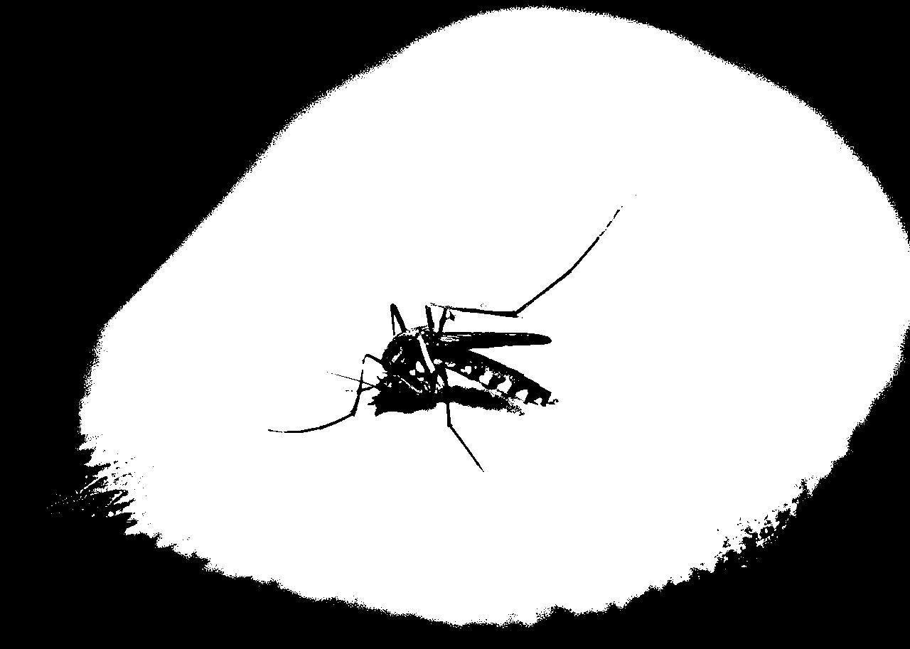 mosquitoe-1548975_1280 (1)jpg