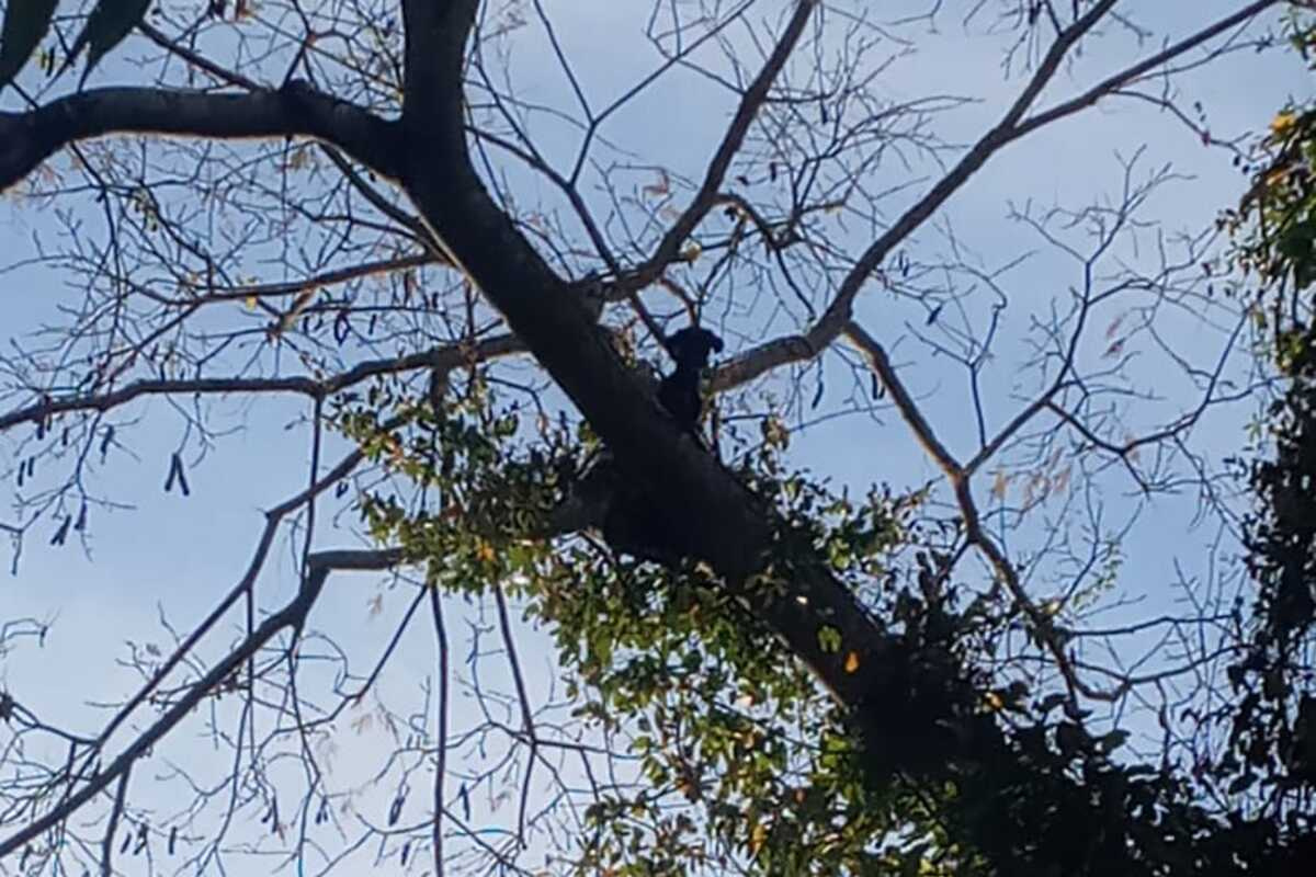 O cão foi resgatado sem ferimentos