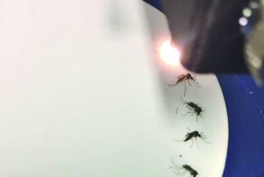 Luz infravermelha detecta a presença de zika vírus no Aedes aegypti