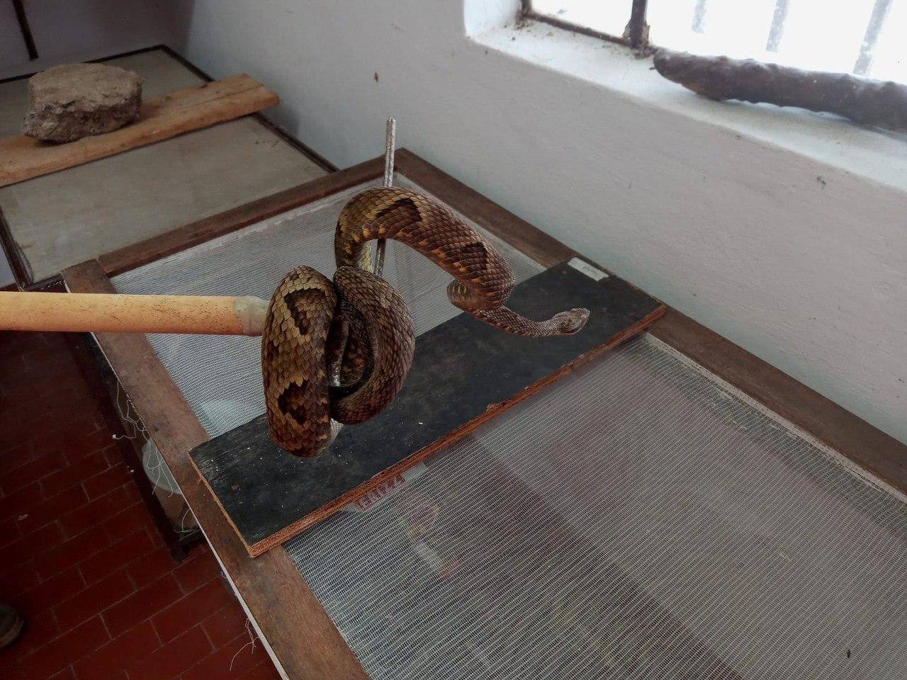 Jararaca, uma das cobras mais venenosas, é encontrada na UFV