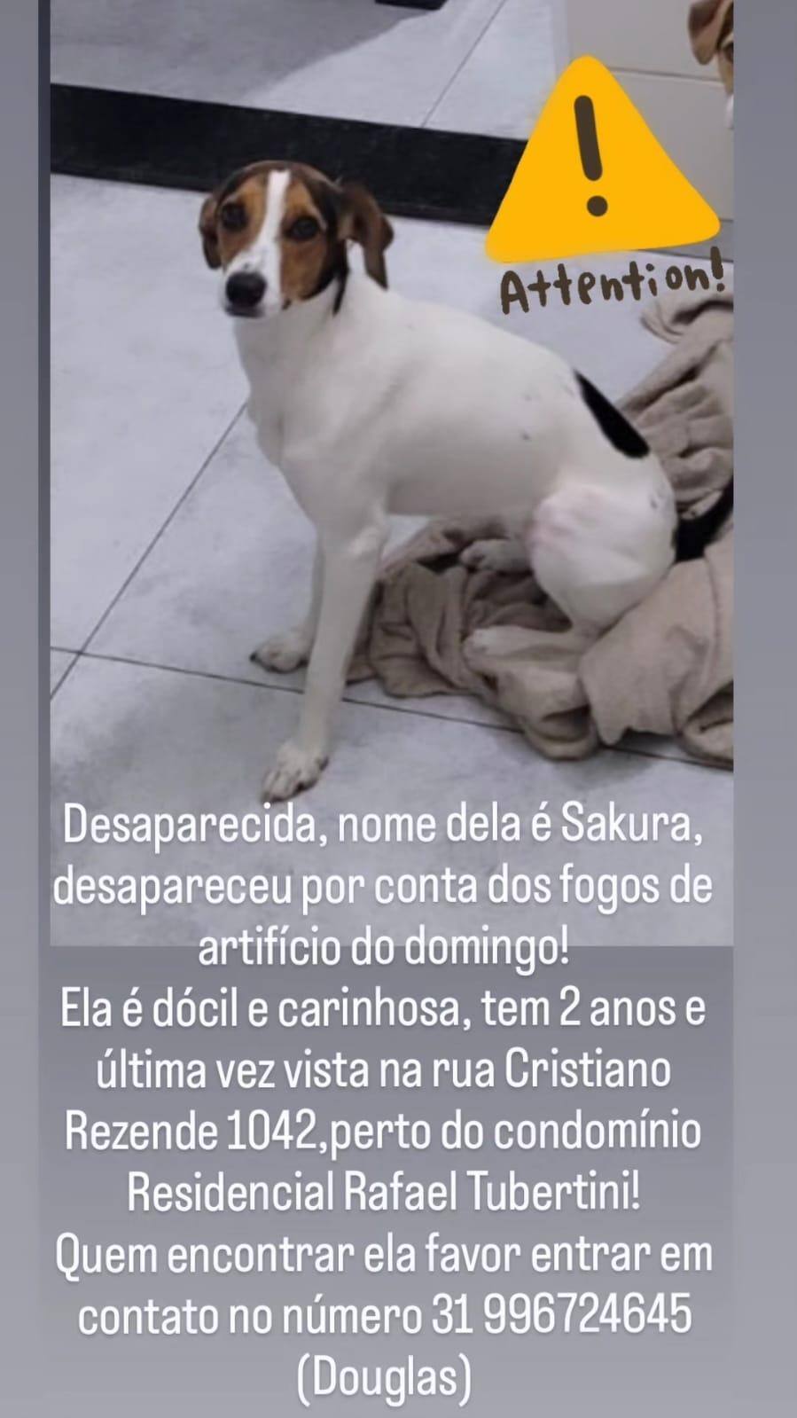 Sakura está desaparecida no bairro Bonsucesso, na região do Barreiro, em BH