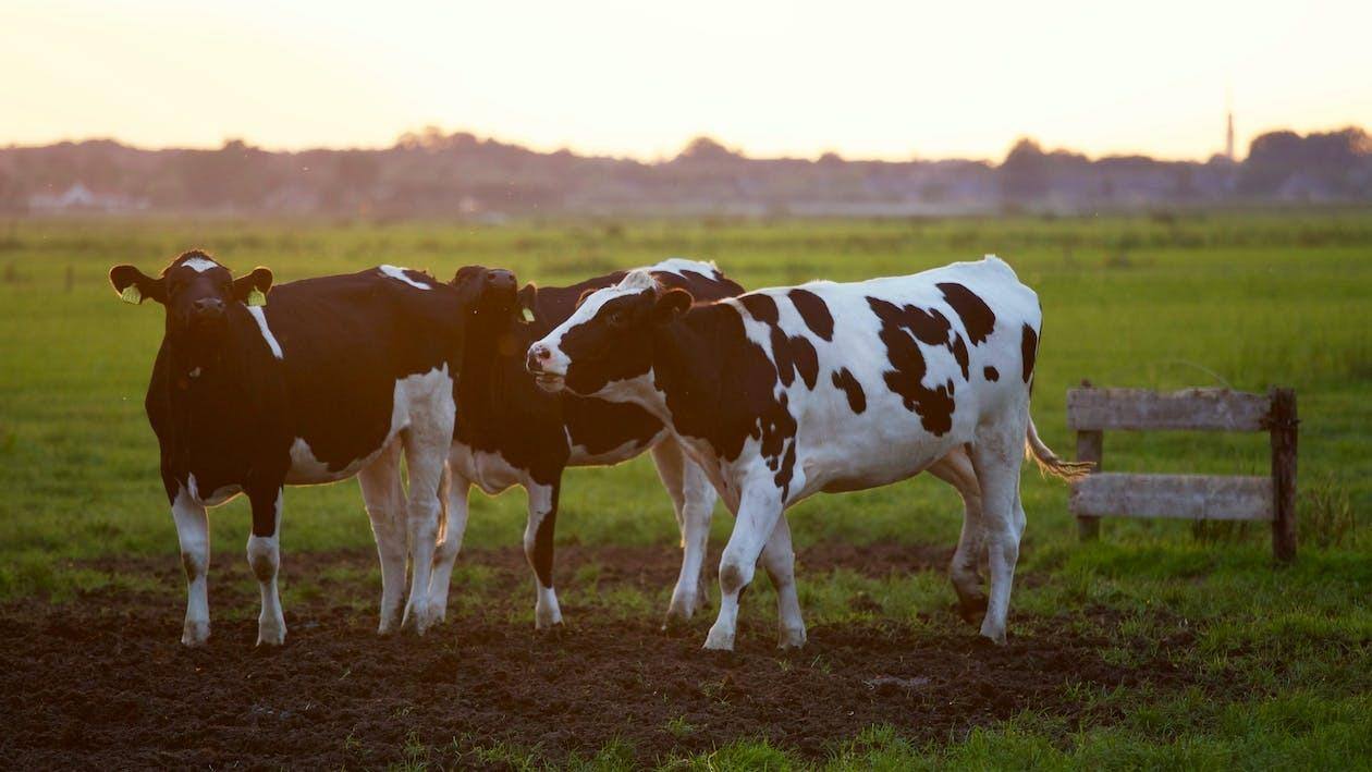 vacas-morrem-explosaojpeg
