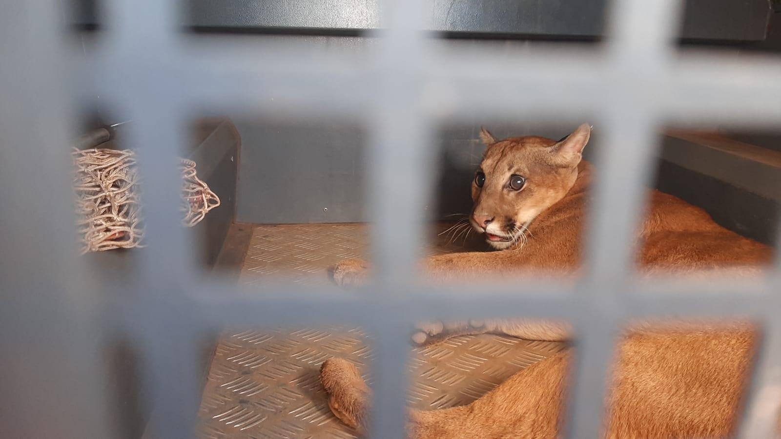 Onça encontrada no CAIC Nova Lima