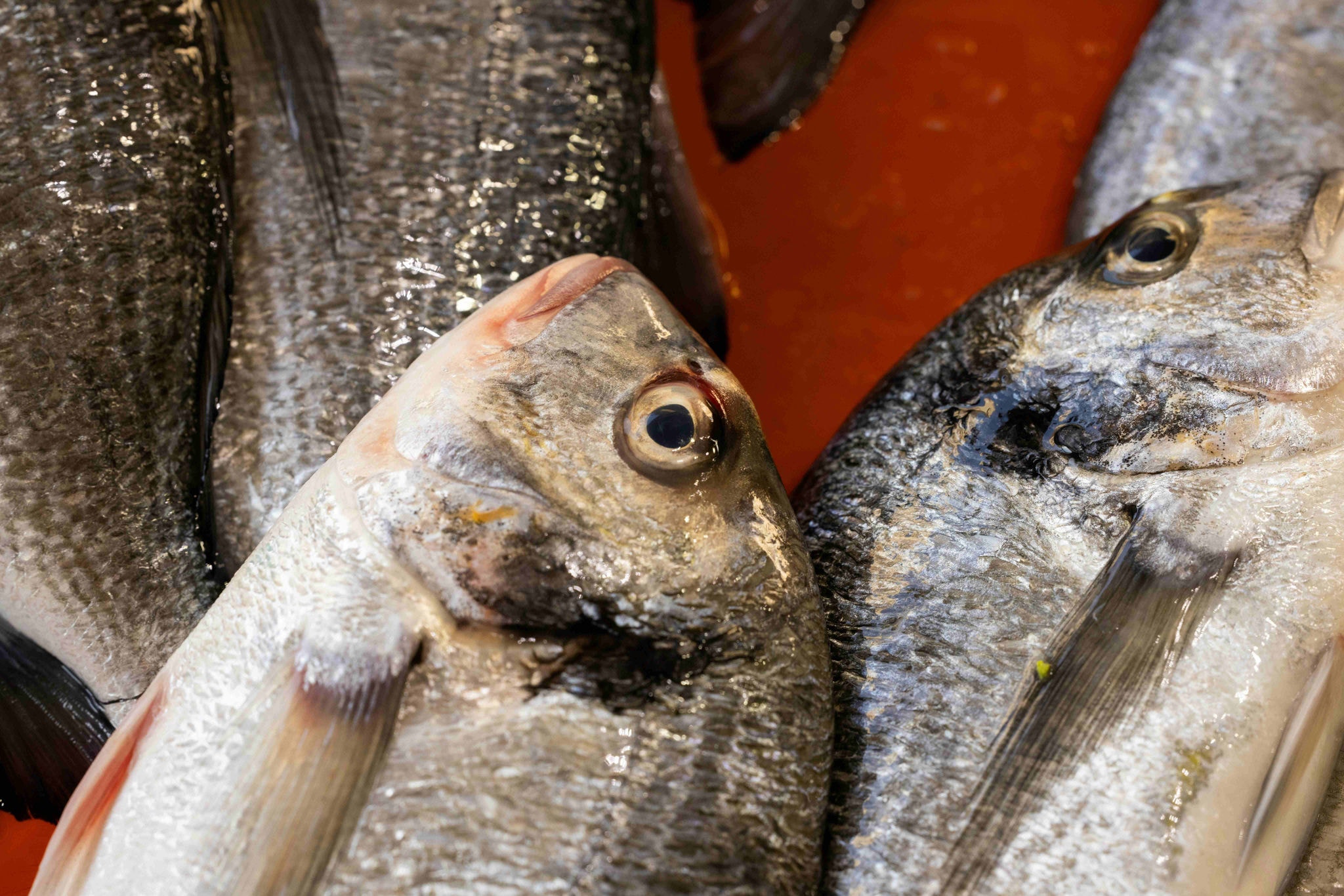 Mil toneladas de peixes estão em portos brasileiros, enquanto não há uma definição sobre taxa (imagem ilustrativa)