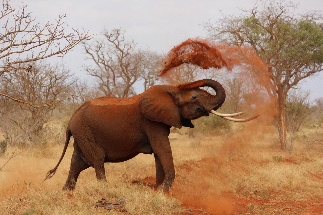 Elefante matou e pisotou corpo de idosa