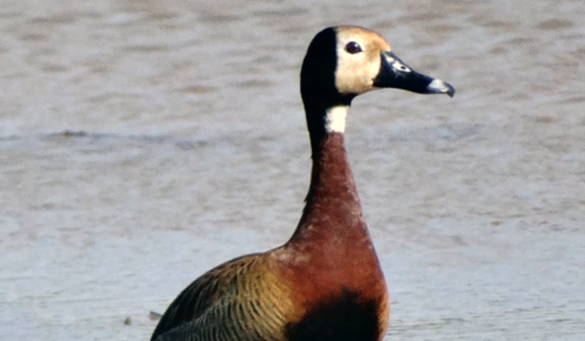Imagem de um irerê, uma espécie de marreca encontrada na África tropical, nas Antilhas e na América do Sul