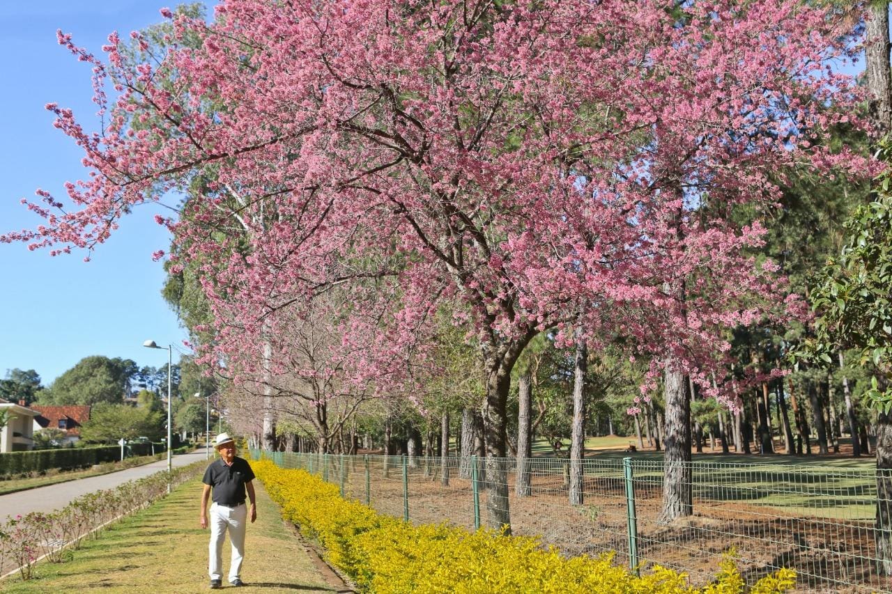 Sr. Miura já plantou milhares de cerejeiras no Morro do Chapéu, ao longo de mais de 25 anos