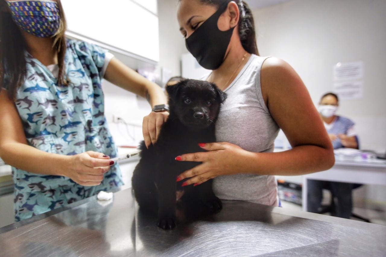 Cada município é responsável por definir seu cronograma e o Dia D de vacinação