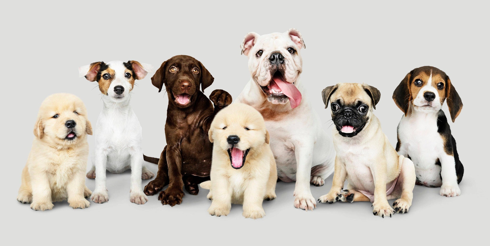 Cachorros