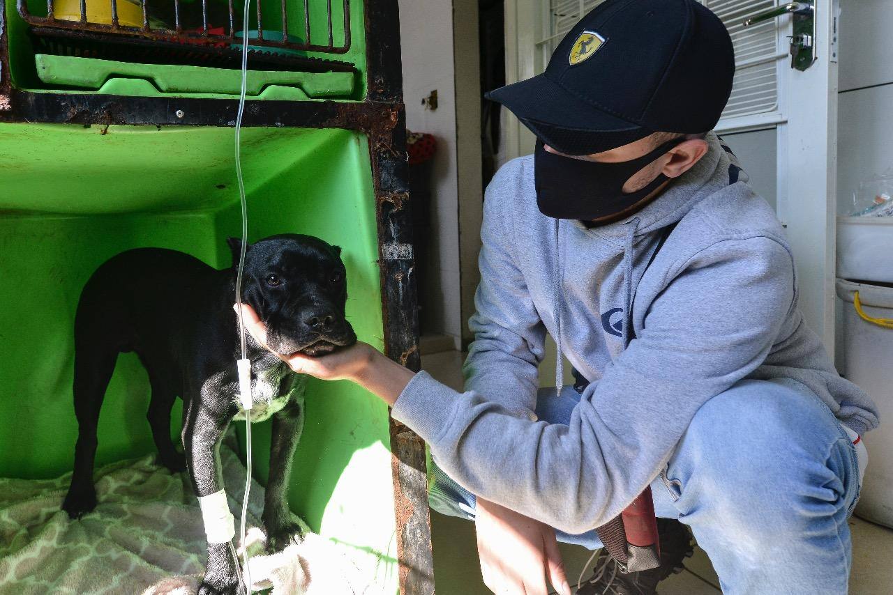 cão