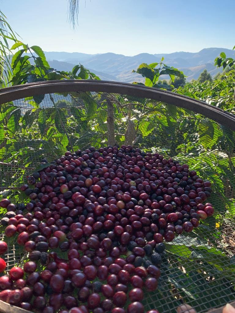 A colheita do café em Cristina