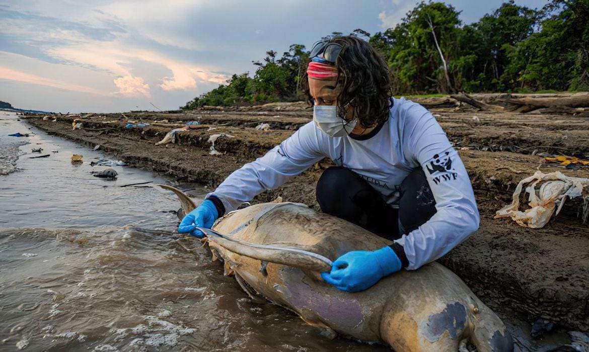 O Instituto de Desenvolvimento Sustentável Mamirauá registrou a morte de mais de 100 botos cor-de-rosa e tucuxis na região do Lago de Tefé, no Amazonas