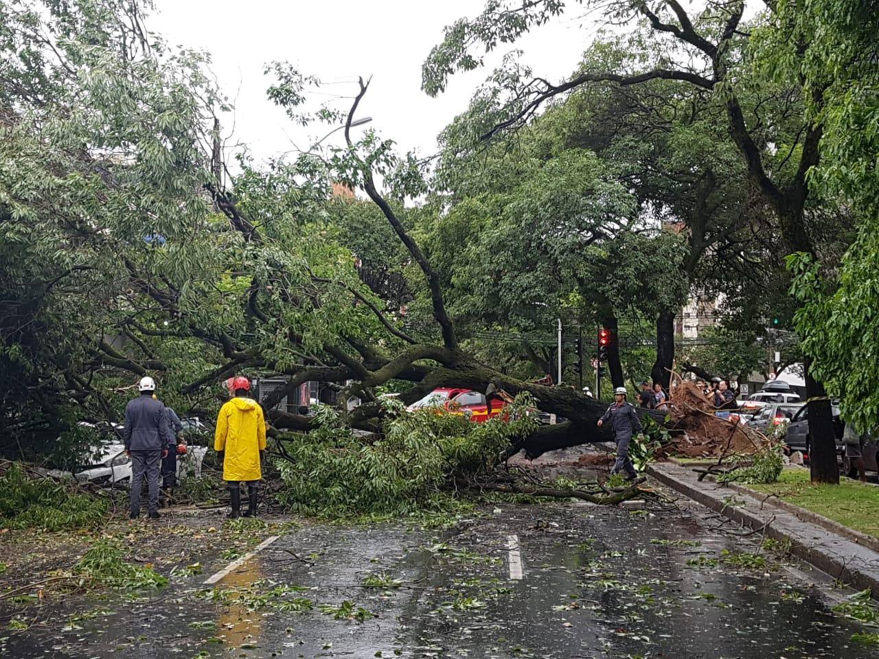 Árvore cai em cima de carro na avenida do Contorno