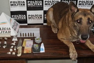 Cachorro foi usado para ajudar na apreensão de drogas 