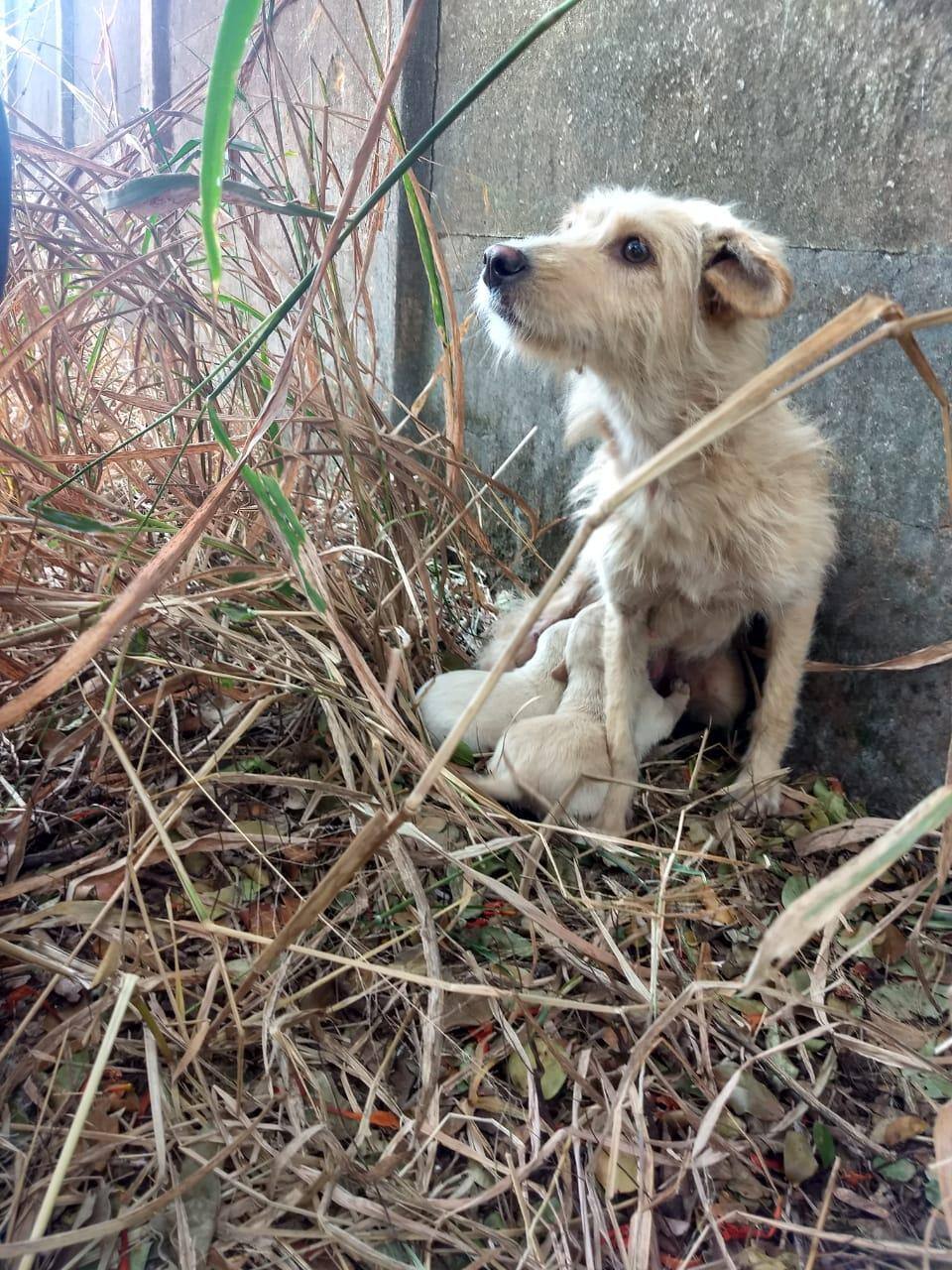 Bombeiros resgatam cadela com filhotes presa em cisterna em Juatuba