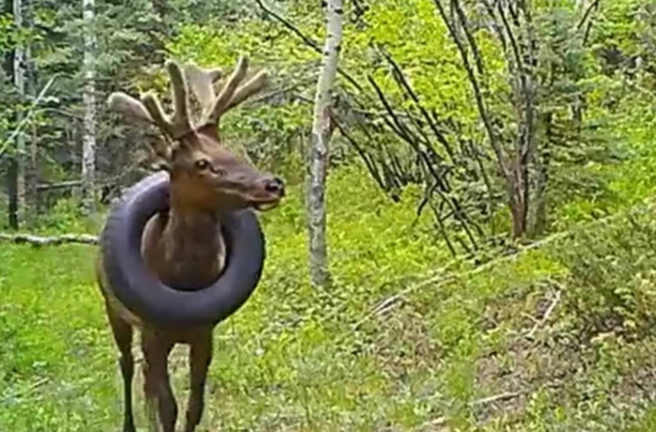 Guardas retiram pneu que estava em pescoço de cervo por 2 anos nos EUA