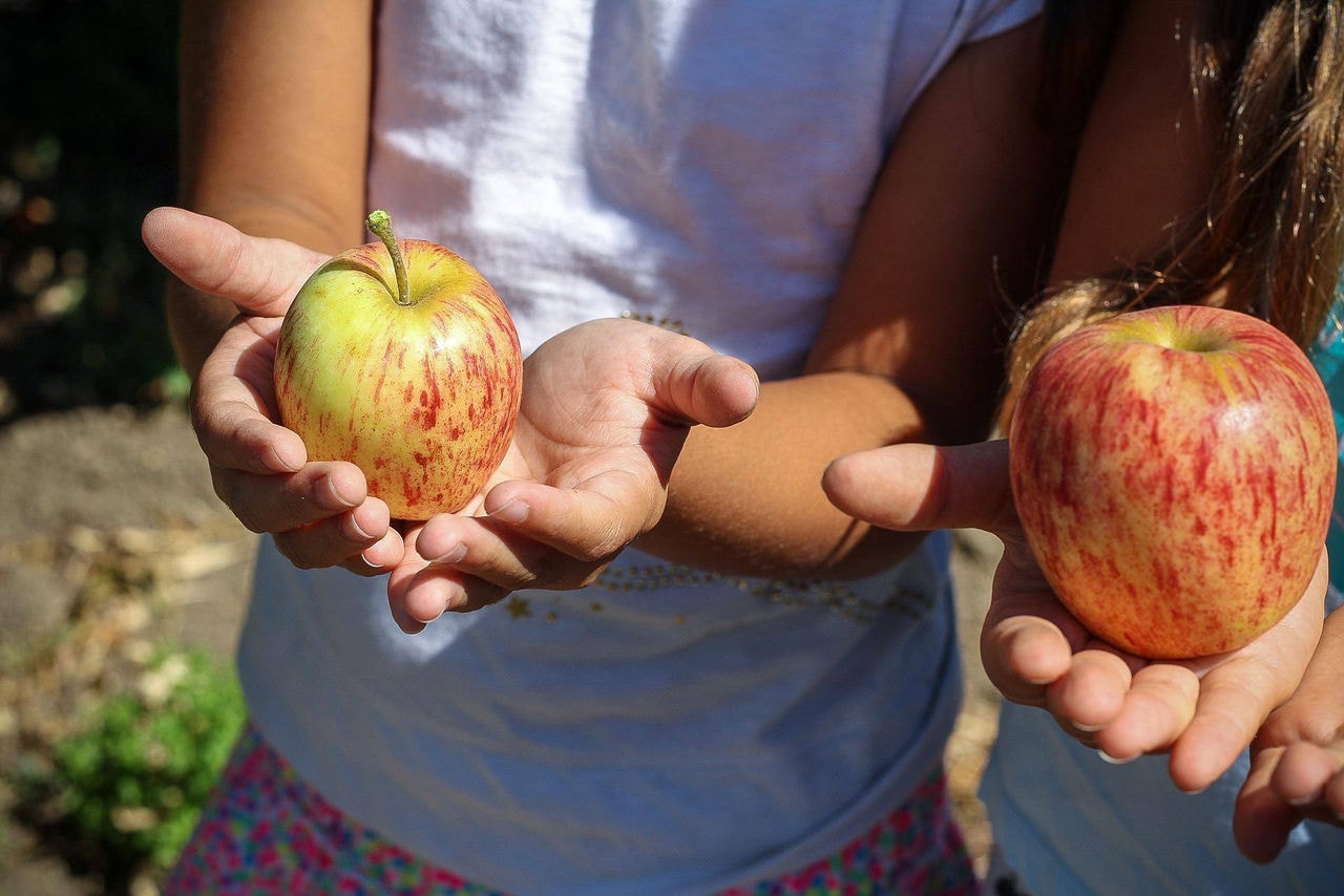 Maçã alimentação crianças