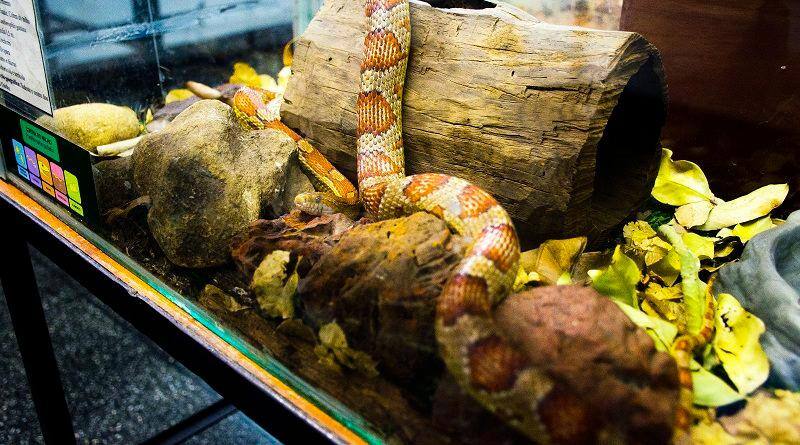 O Serviço de Animais Peçonhentos permite conhecer de perto cobras, serpentes e escorpiões