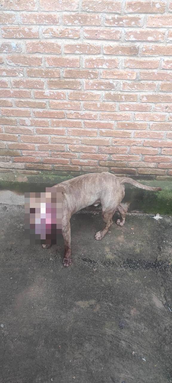 Animal atacou o homem que tinha arrancado a concertina e invadido a chácara
