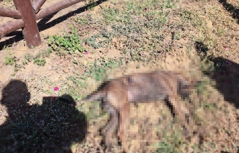 Cadela morreu após ser baleada na zona rural de Janaúba, em MG 