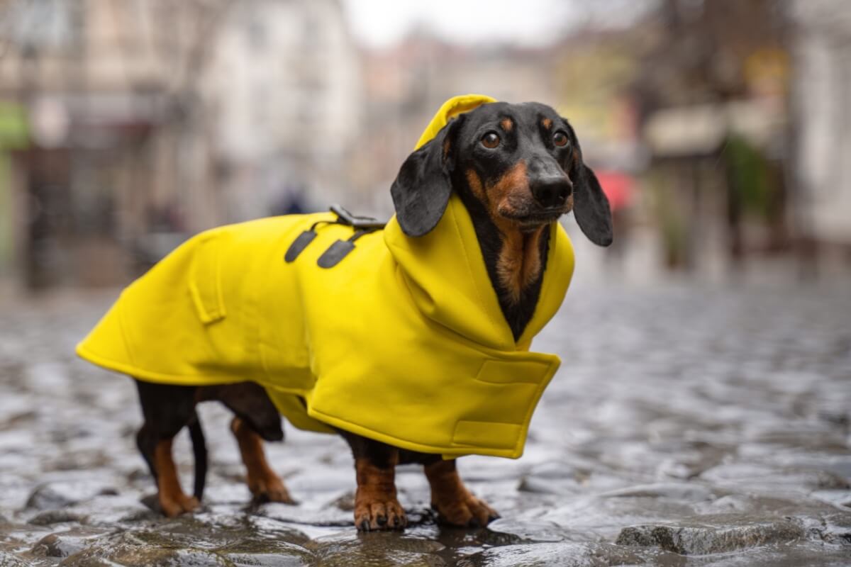 As roupas ajudam a manter o cachorro aquecido no inverno