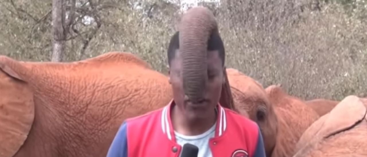 Bebê elefante participa da gravação de uma matéria de forma inusitada
