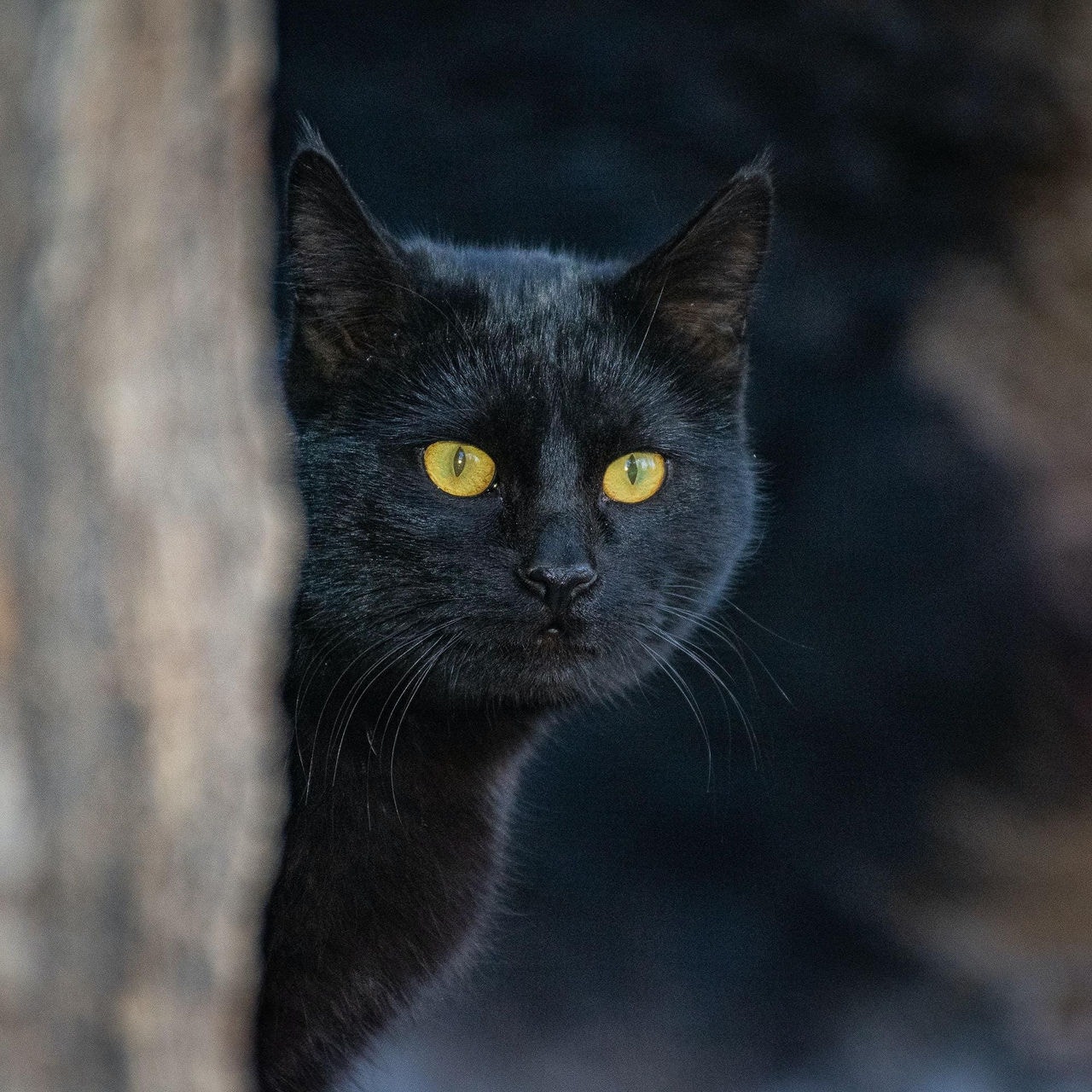 gato-pretojpg