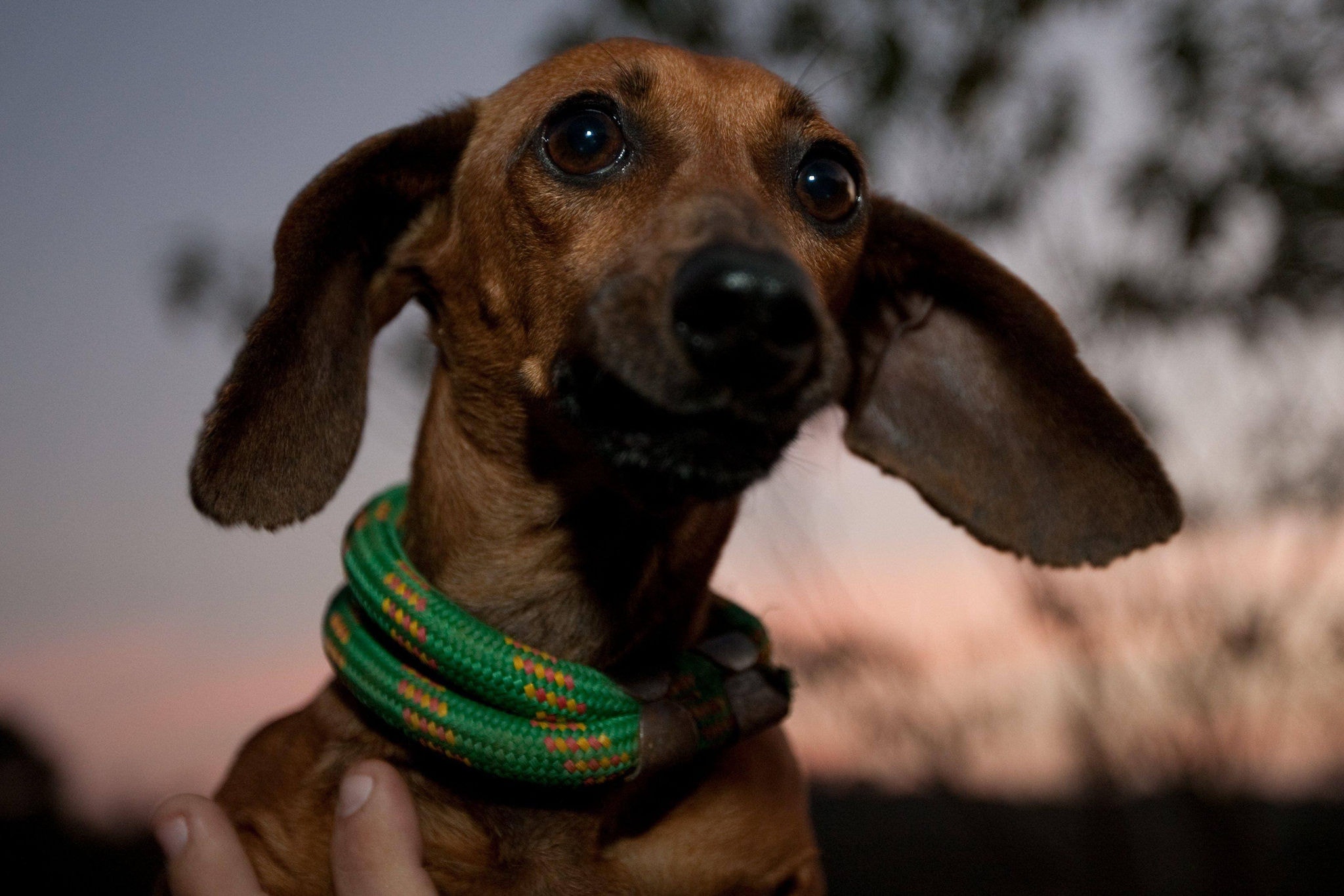 Cães da raça dachshund ganham hotel exclusivo na Inglaterra