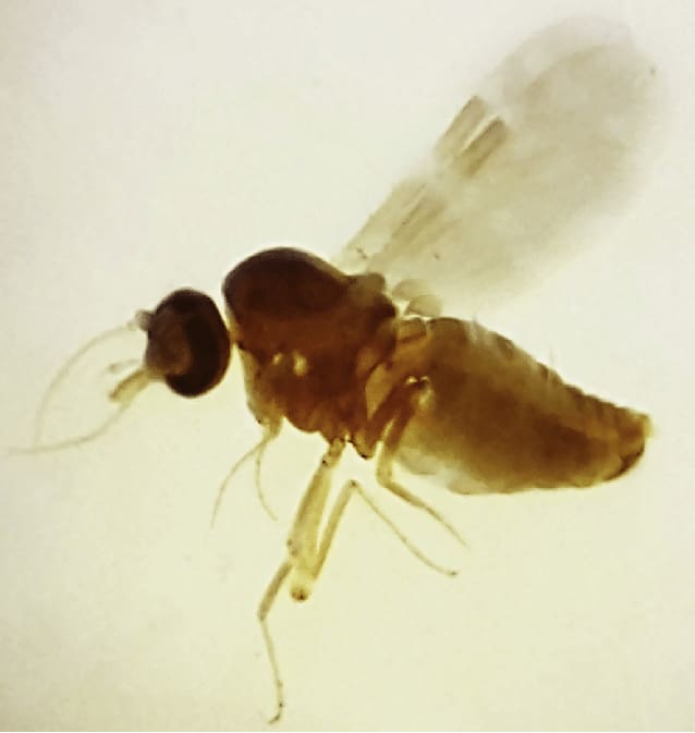 Culicoides paraenses, conhecido como maruim ou mosquito do mangue, é o principal vetor da febre oropouche