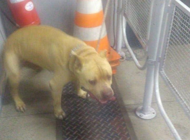 Hulk Cachorro