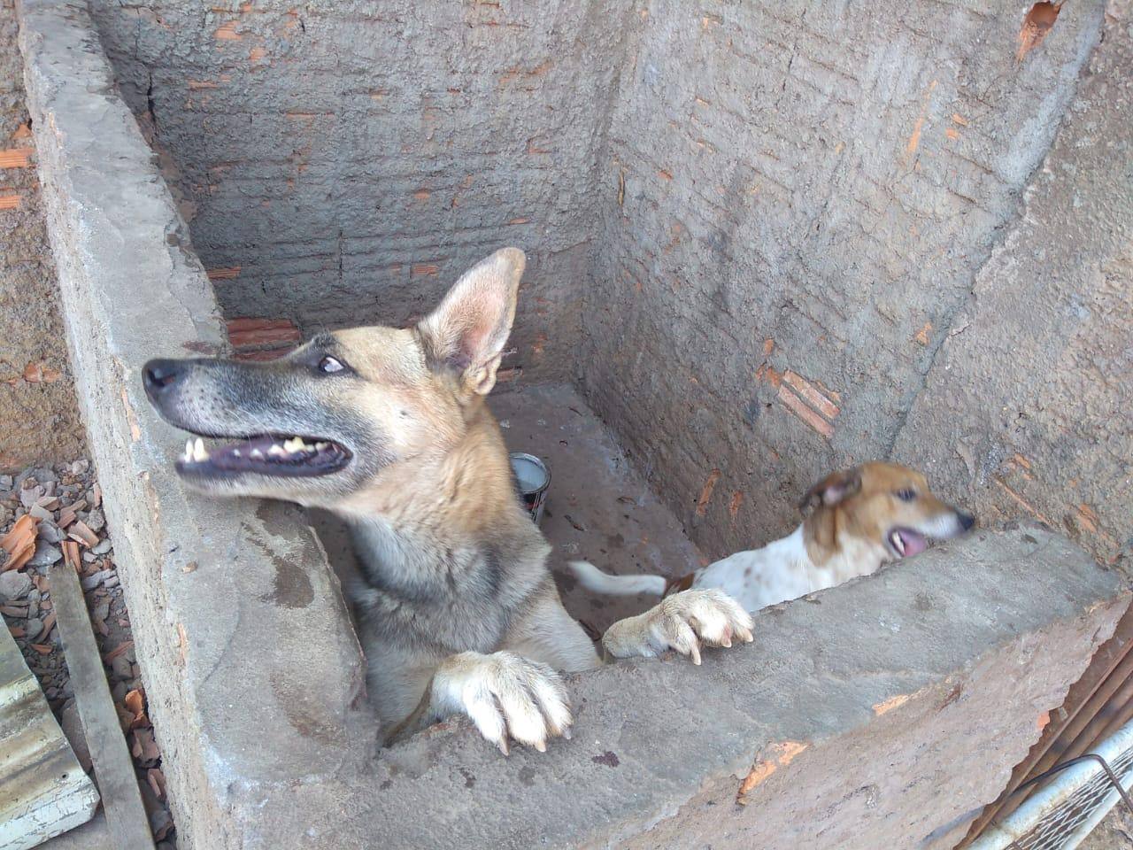 Homem tem "surto", pula muro de oficina e é atacado por cães