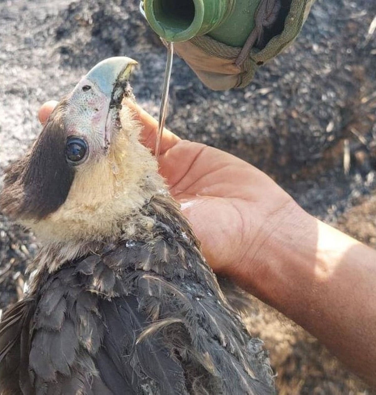 Carcará resgatado e encaminhado para cuidados veterinários