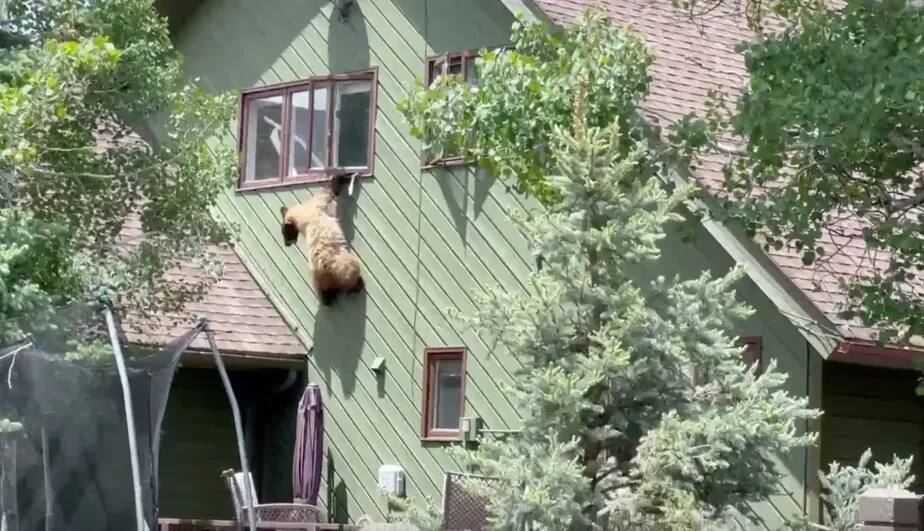 Momento em que urso tenta escapar da casa depois de invadi-la e devorar costelas de porco