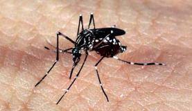 Aedes