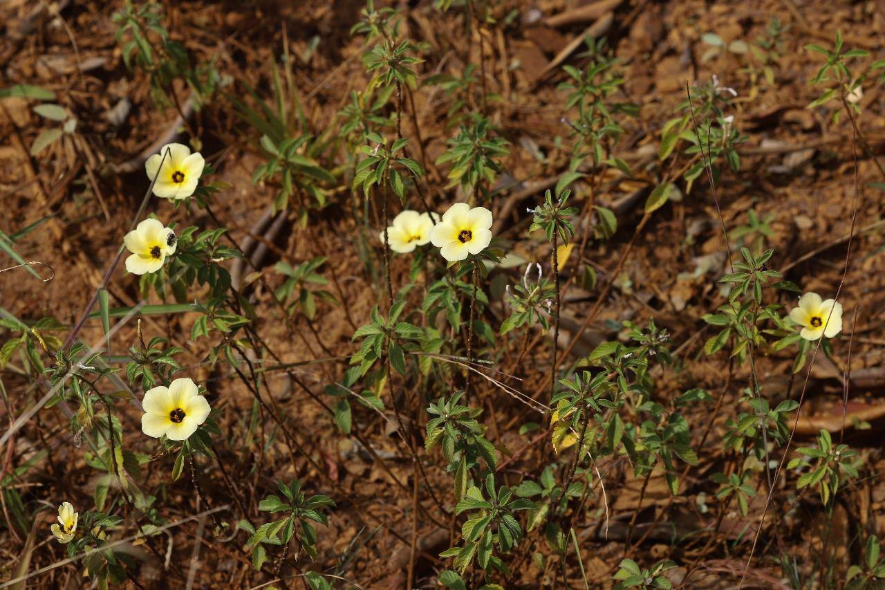 Na serra do Curral existem pelo menos 1109 espécies de flora