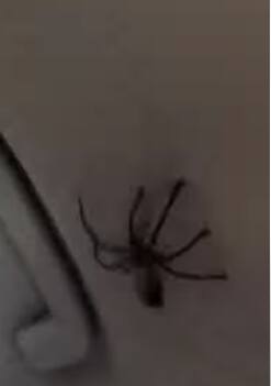 aranha em carro