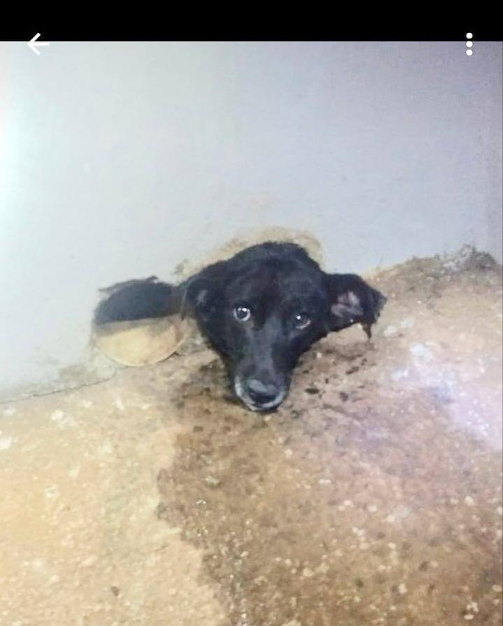 Cachorrinha ficou presa em cano da casa