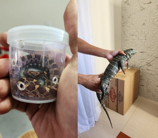 Polícia Civil apreendeu duas cobras-de-milho e um lagarto teiú