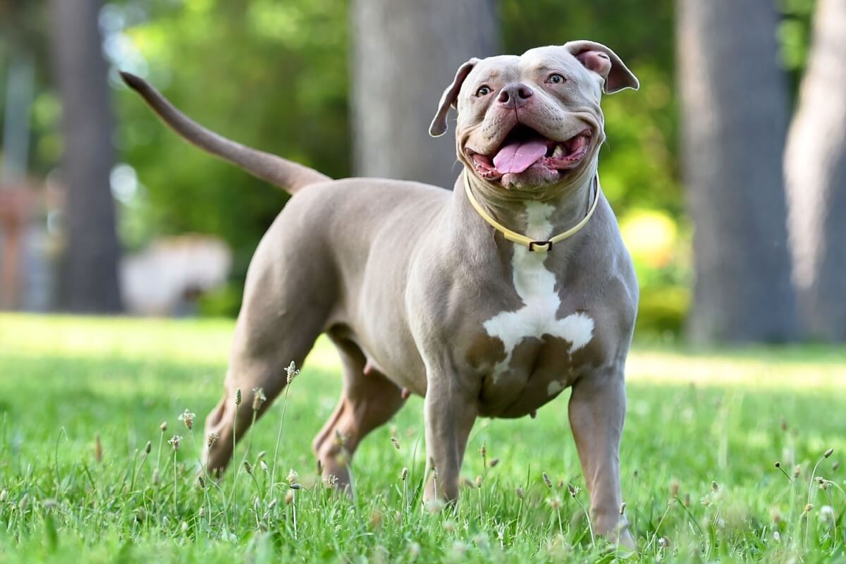 O american bully é um cachorro dócil e muito amigável