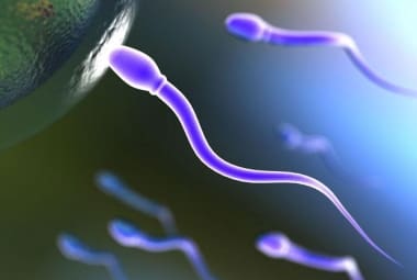 Remédio para homens se mostrou eficaz nos testes em animais