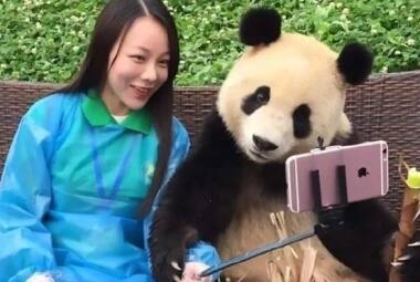 Panda ajudou turista a fazer foto