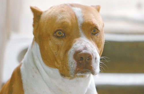 Imagem ilustrativa de um cão da raça pitbull