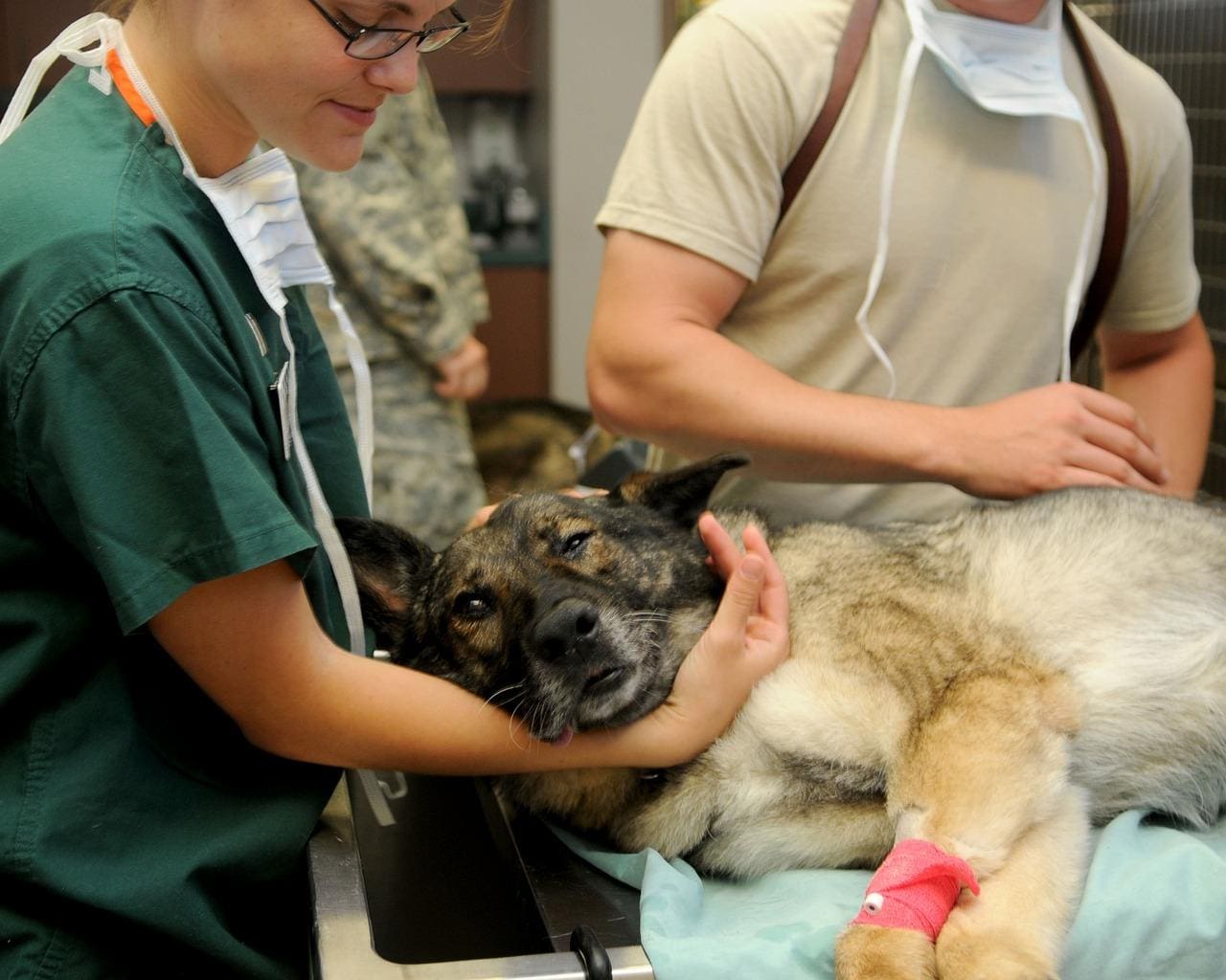 Gastos com pets não podem ser considerados como despesa médica para dedução do imposto de renda