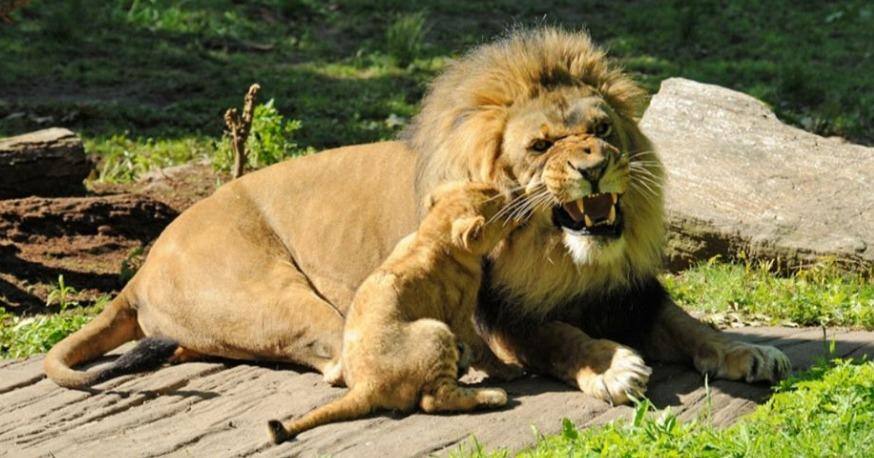 Leões foram contaminados por um tipo de coronavírus