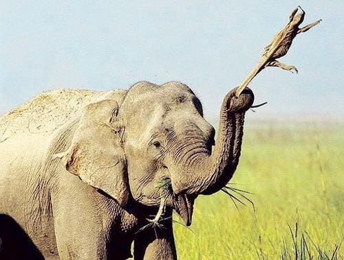 Foto da elefante Madhuri e o lagarto monitor